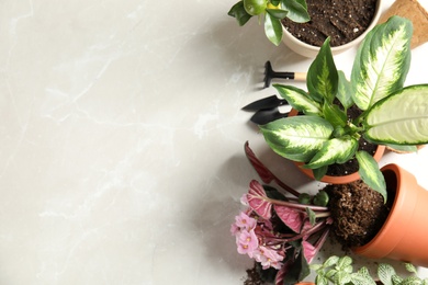 Flat lay composition with pots, home plants and gardening tools on light background. Space for text