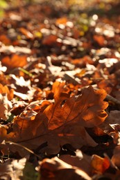 Photo of Pile of beautiful fallen leaves outdoors on sunny day