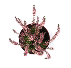 Photo of Beautiful heather in flowerpot isolated on white, top view