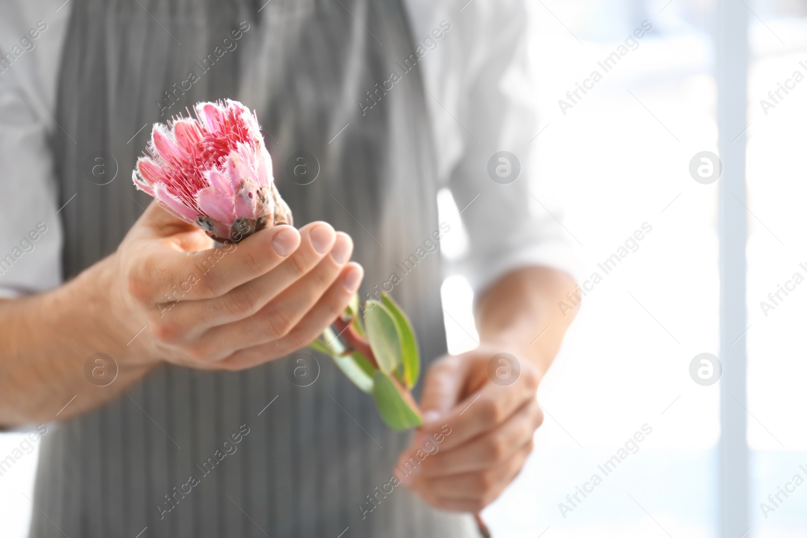 Photo of Male florist holding beautiful flower, closeup
