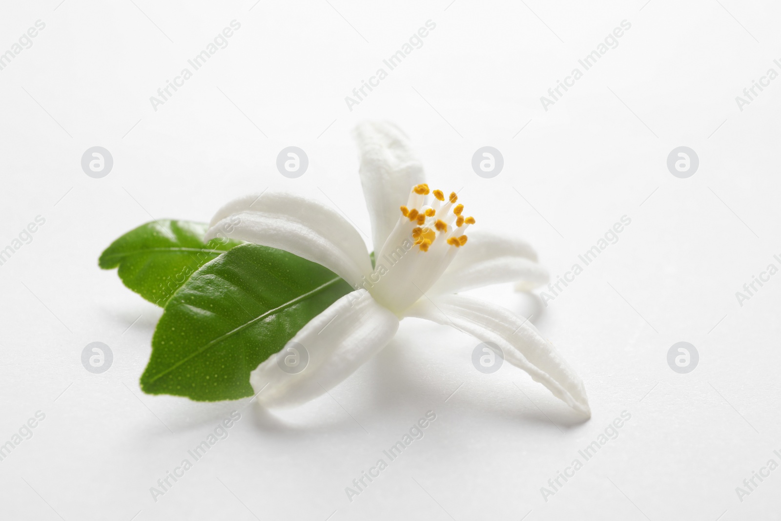 Photo of Beautiful blooming citrus flower and leaves on white background