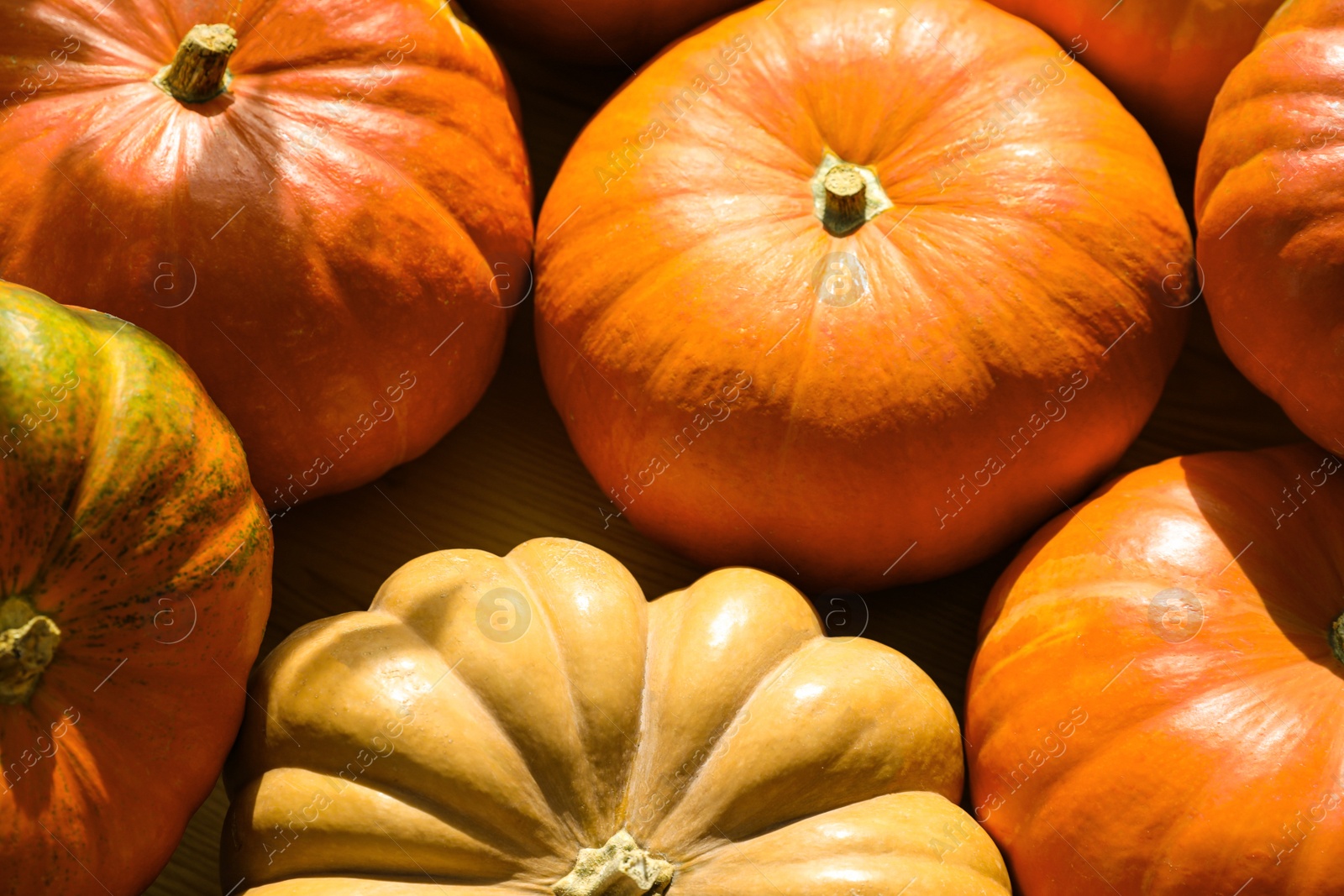 Photo of Many ripe orange pumpkins as background, closeup