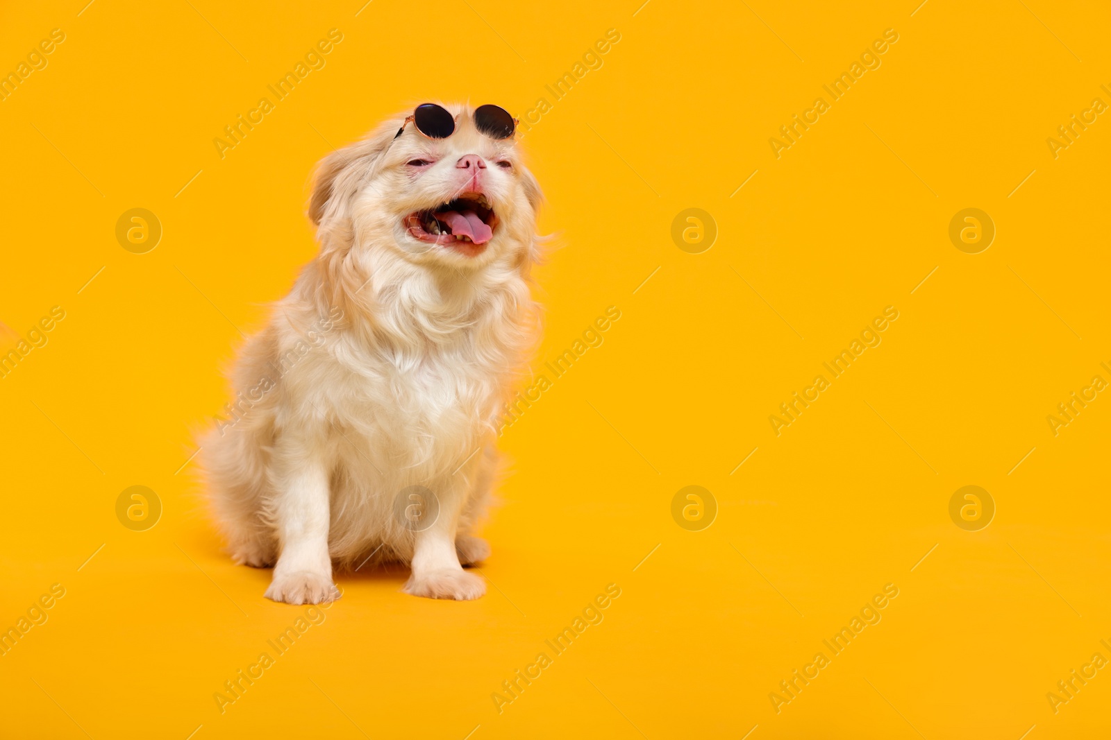 Photo of Cute Pekingese dog with sunglasses on yellow background. Space for text