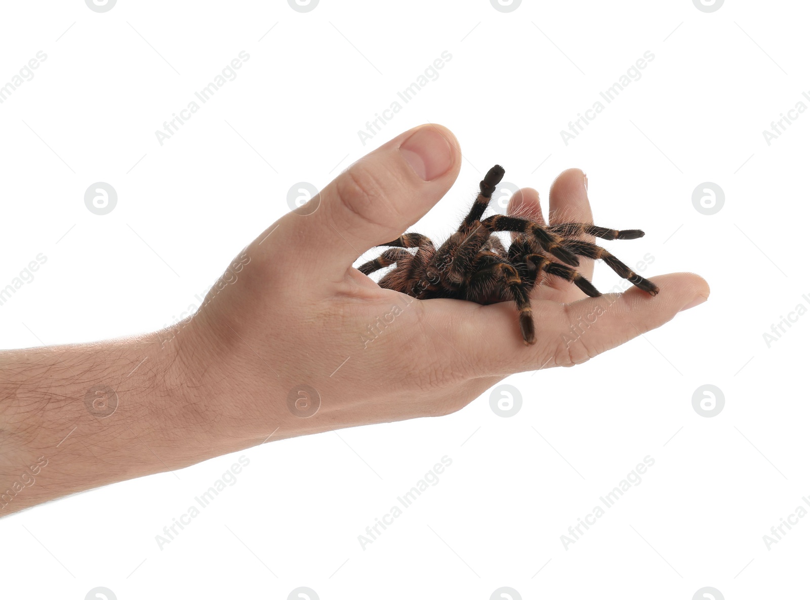 Photo of Man holding striped knee tarantula on white background, closeup