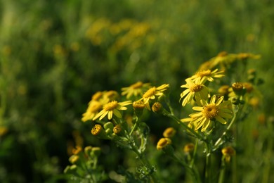 Beautiful yellow flowers growing in meadow on sunny day, closeup