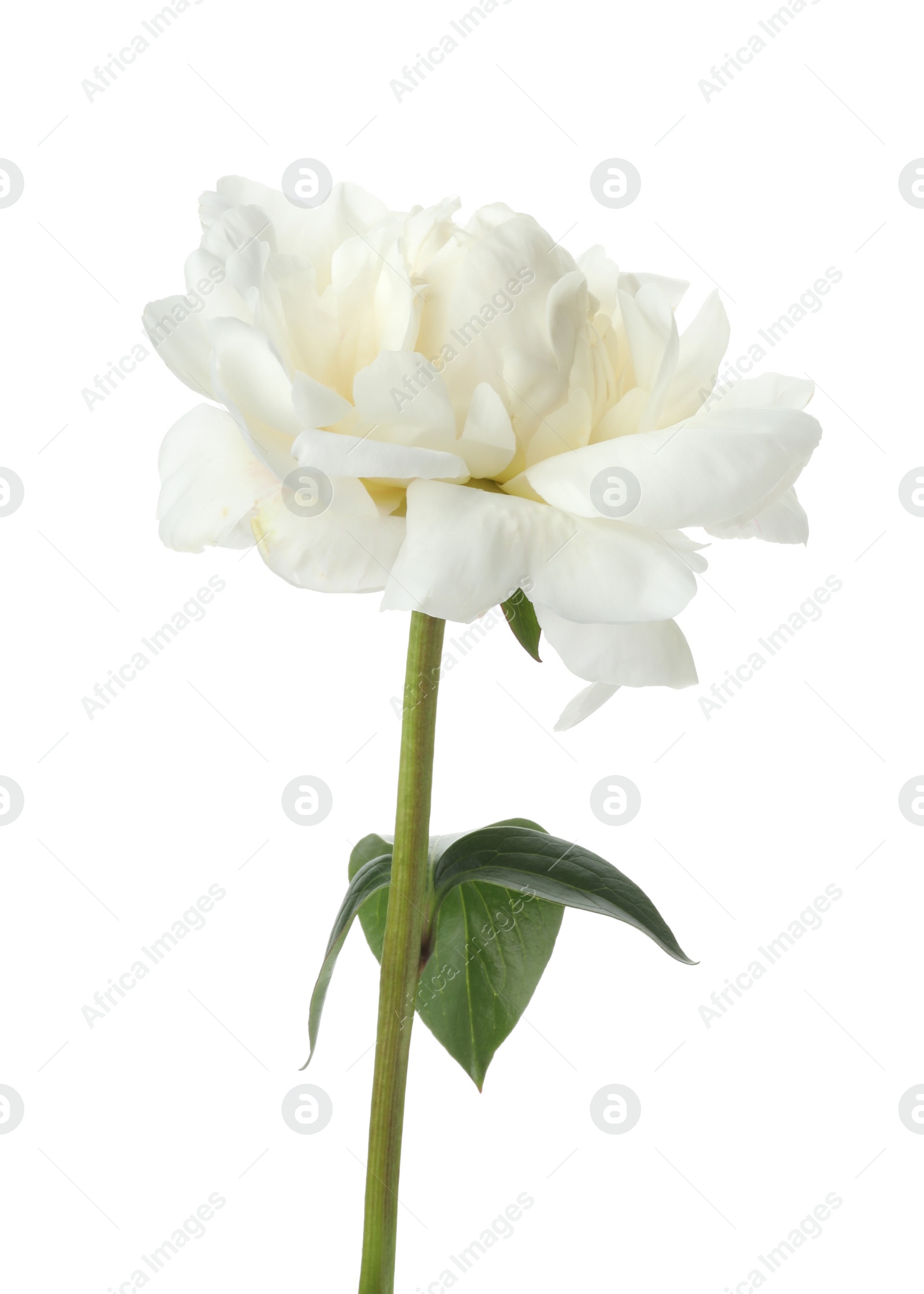 Photo of Beautiful fragrant peony flower isolated on white