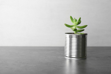 Photo of Echeveria plant in tin can on grey stone table. Space for text