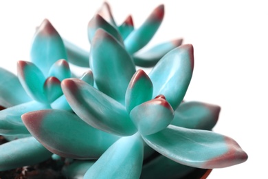 Image of Beautiful succulent plant on white background, closeup