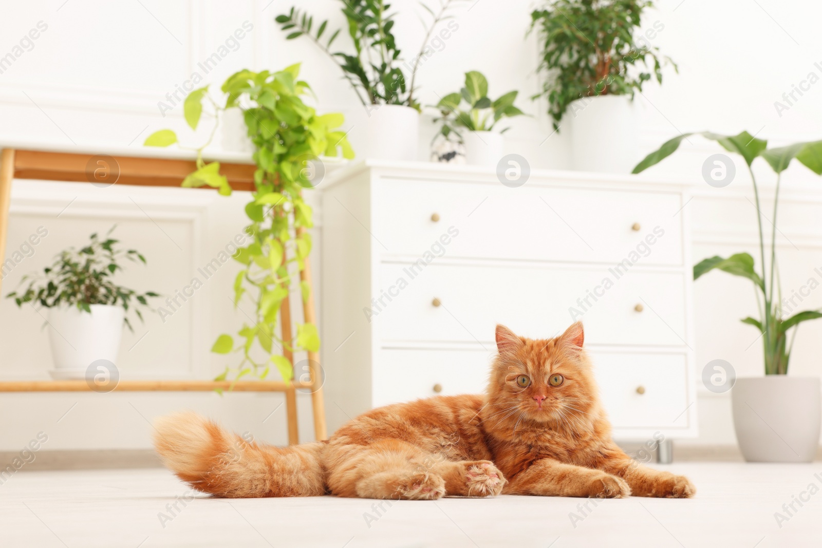 Photo of Cute red cat on floor at home