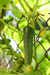 Cucumber ripening on bush near fence in garden