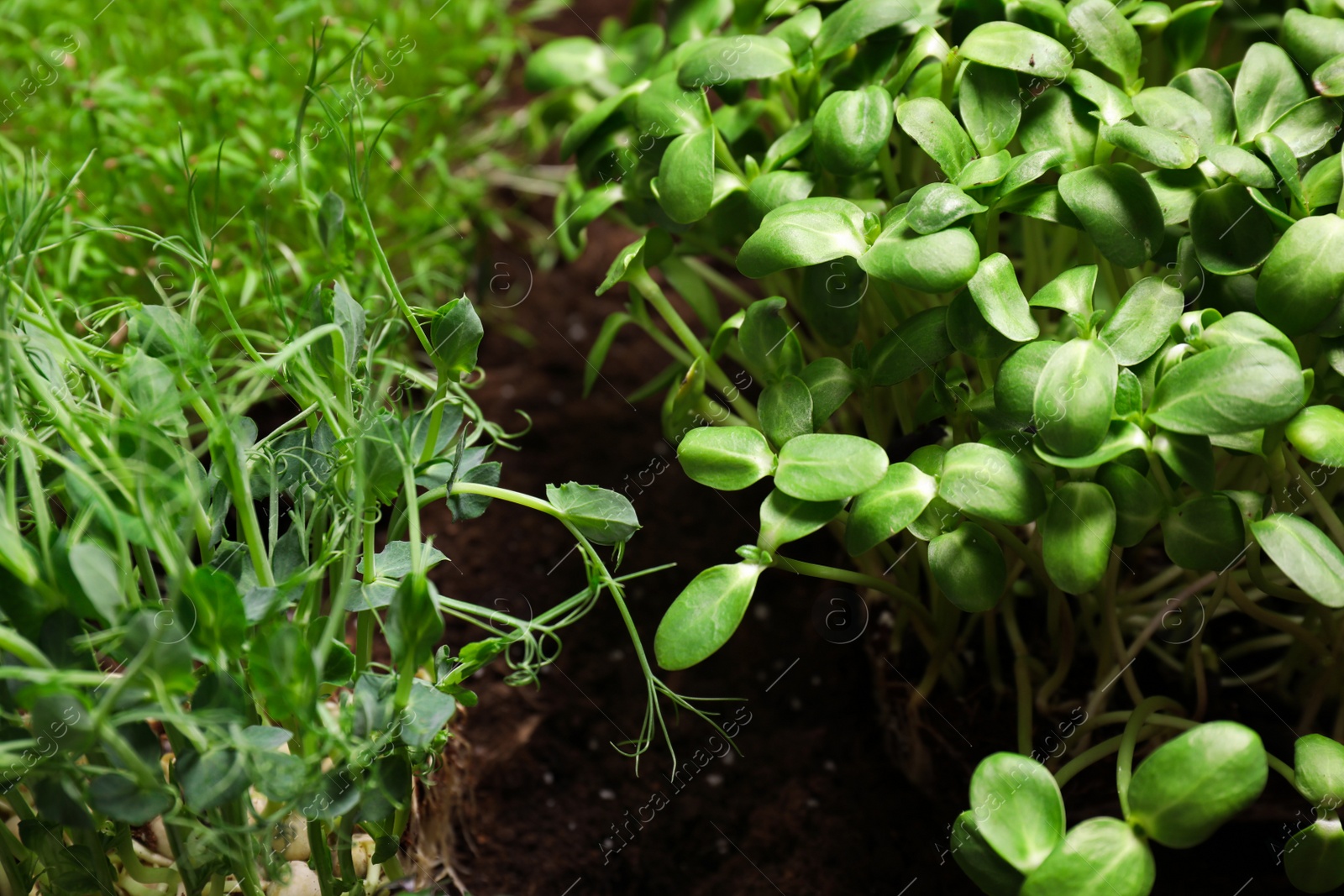 Photo of Fresh organic microgreens growing in soil, closeup