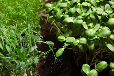 Photo of Fresh organic microgreens growing in soil, closeup