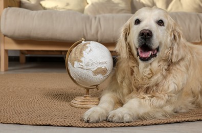 Cute golden retriever lying near globe on floor at home. Travelling with pet