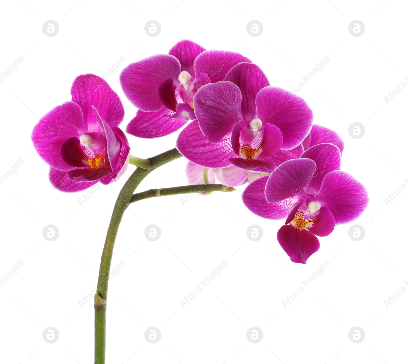 Photo of Orchid branch with beautiful flowers on white background