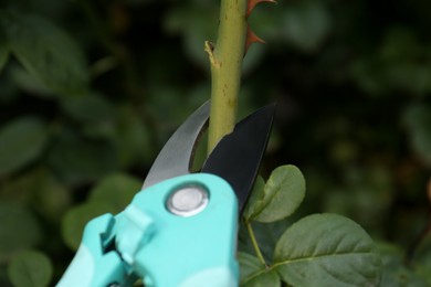 Photo of Pruning branch with spikes by secateurs outdoors, closeup