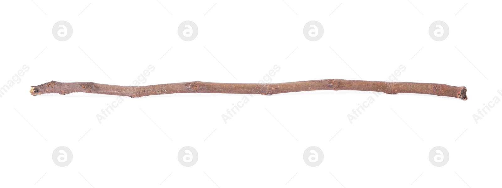 Photo of Old dry tree twig isolated on white