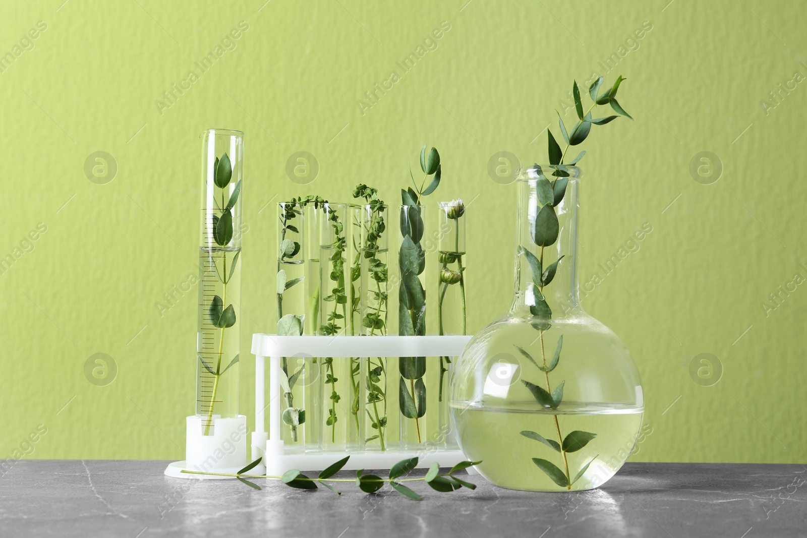 Photo of Test tubes, graduated cylinder and flask with different plants on table against green background