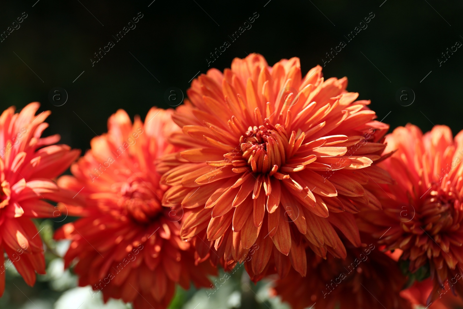 Photo of Beautiful chrysanthemum flowers on black background, closeup