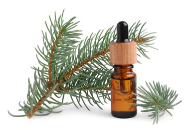 Bottle of pine essential oil and tree branch on white background