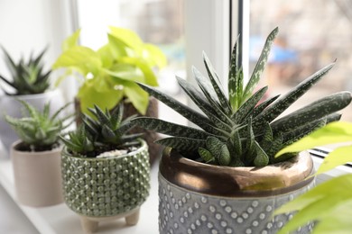 Beautiful potted houseplants on window sill indoors