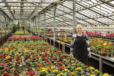 Mature woman in greenhouse among blooming flowers. Home gardening