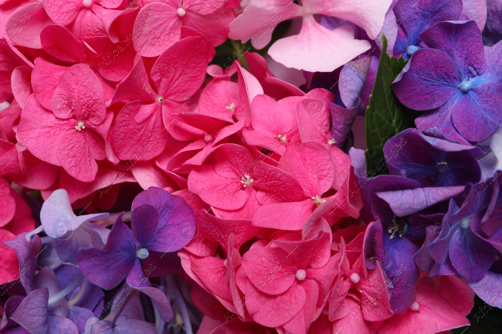 Photo of Beautiful bright hortensia flowers as background, closeup