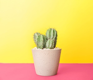 Beautiful cactus on table against color background