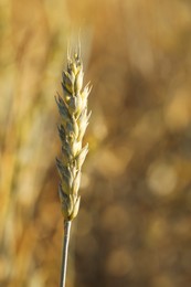 Photo of Ear of wheat against blurred background, closeup