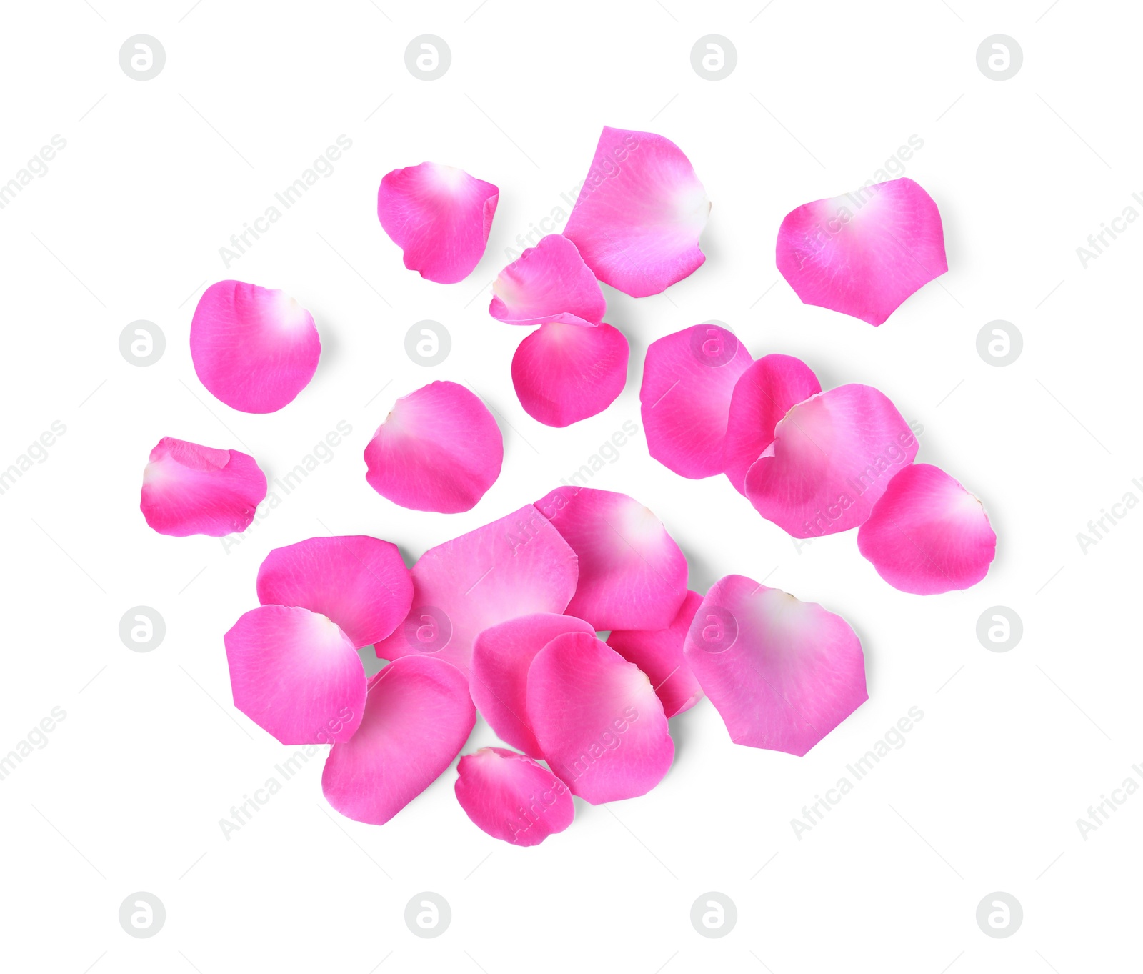 Photo of Many pink rose petals on white background, top view