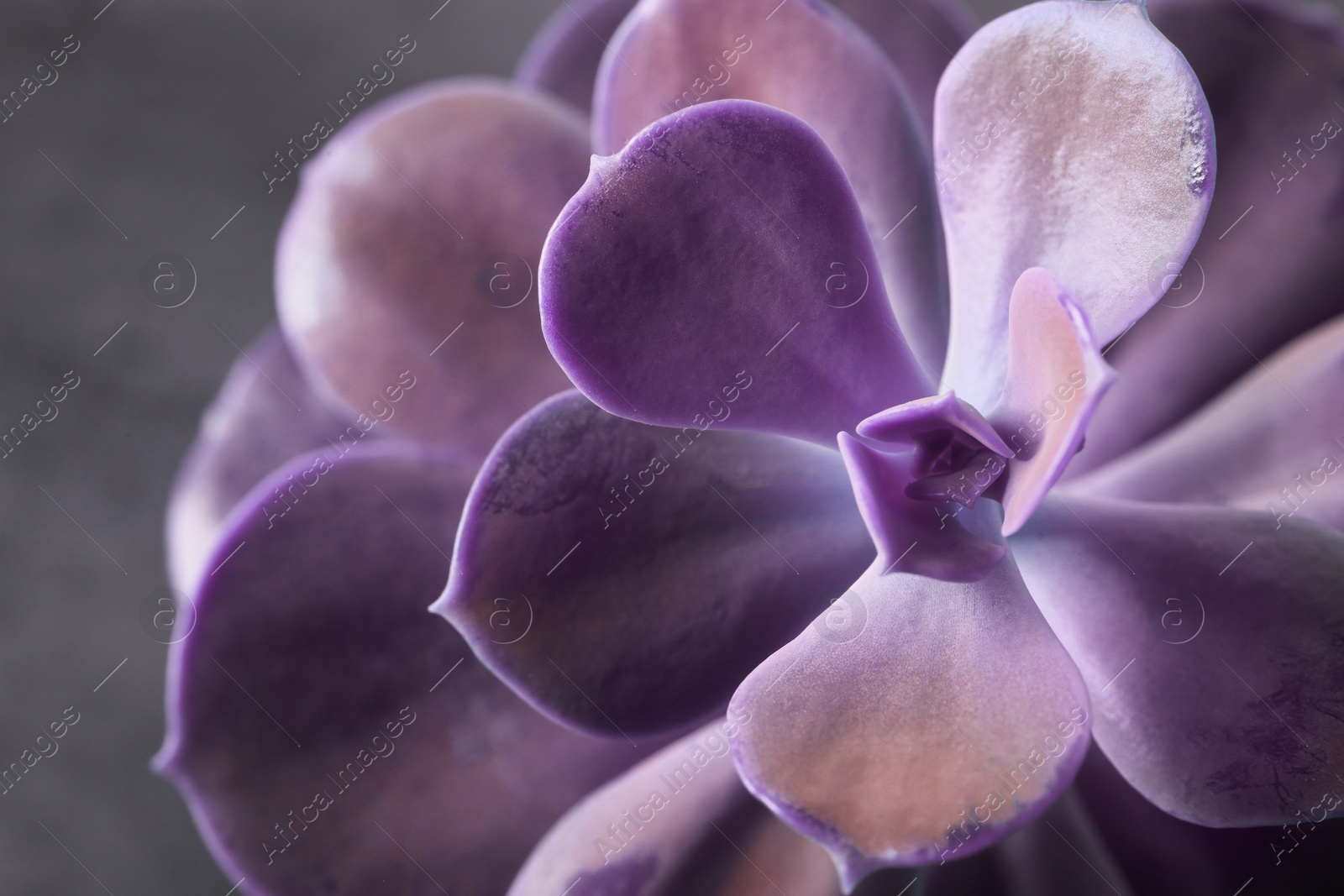 Image of Beautiful echeveria on grey background, closeup. Succulent plant