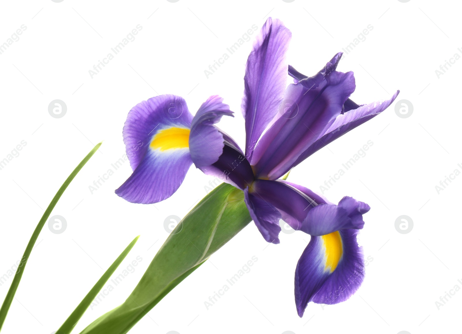 Photo of Beautiful iris isolated on white. Spring flower