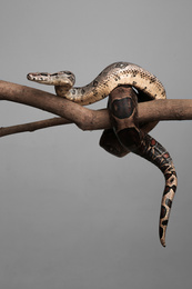 Photo of Brown boa constrictor on tree branch against grey background