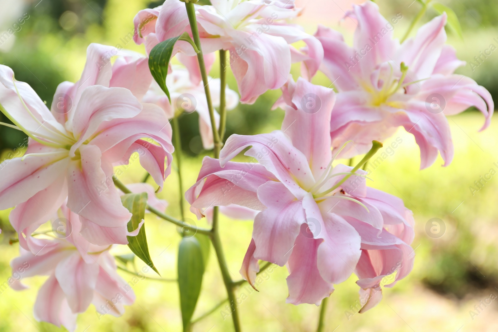 Photo of Beautiful blooming lily flowers in garden, closeup