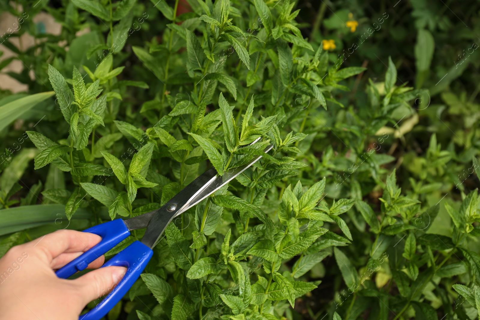 Photo of Woman cutting fresh green mint with scissors outdoors, closeup