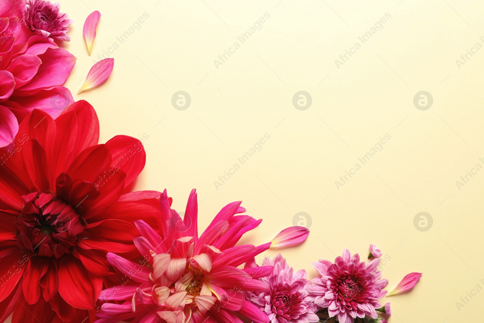 Photo of Flat lay composition with beautiful dahlia flowers and space for text on color background