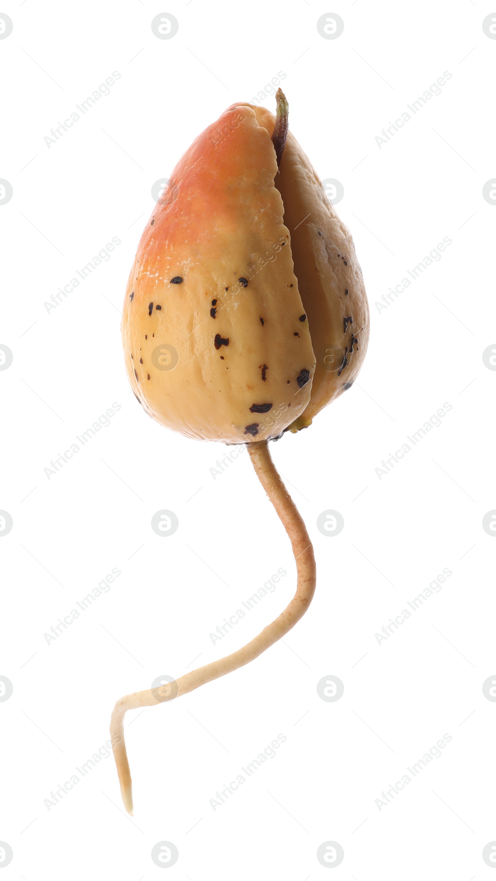 Photo of Avocado pit with sprout and root on white background