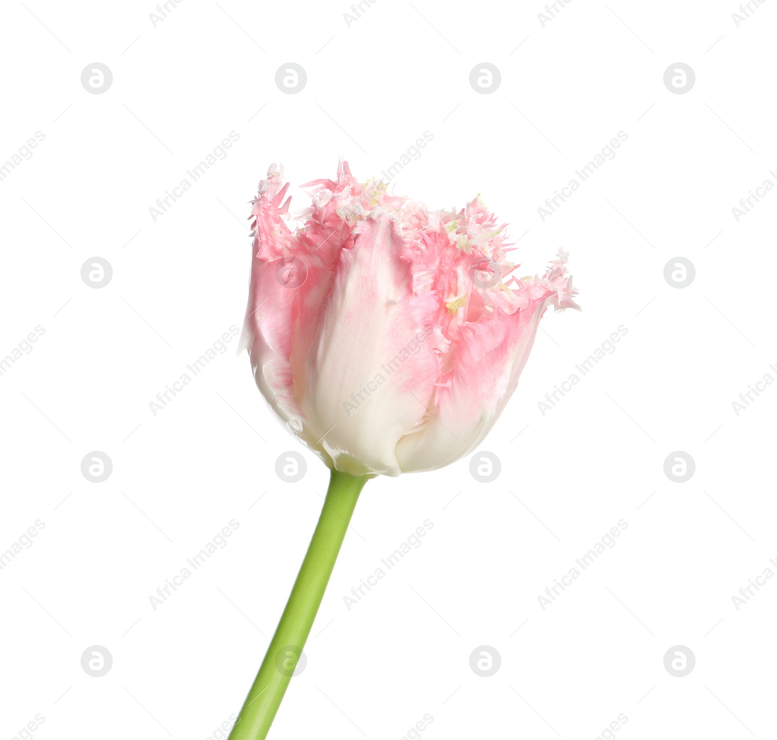 Photo of One beautiful tulip flower isolated on white