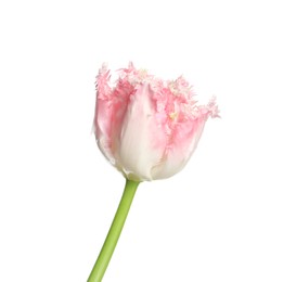 Photo of One beautiful tulip flower isolated on white