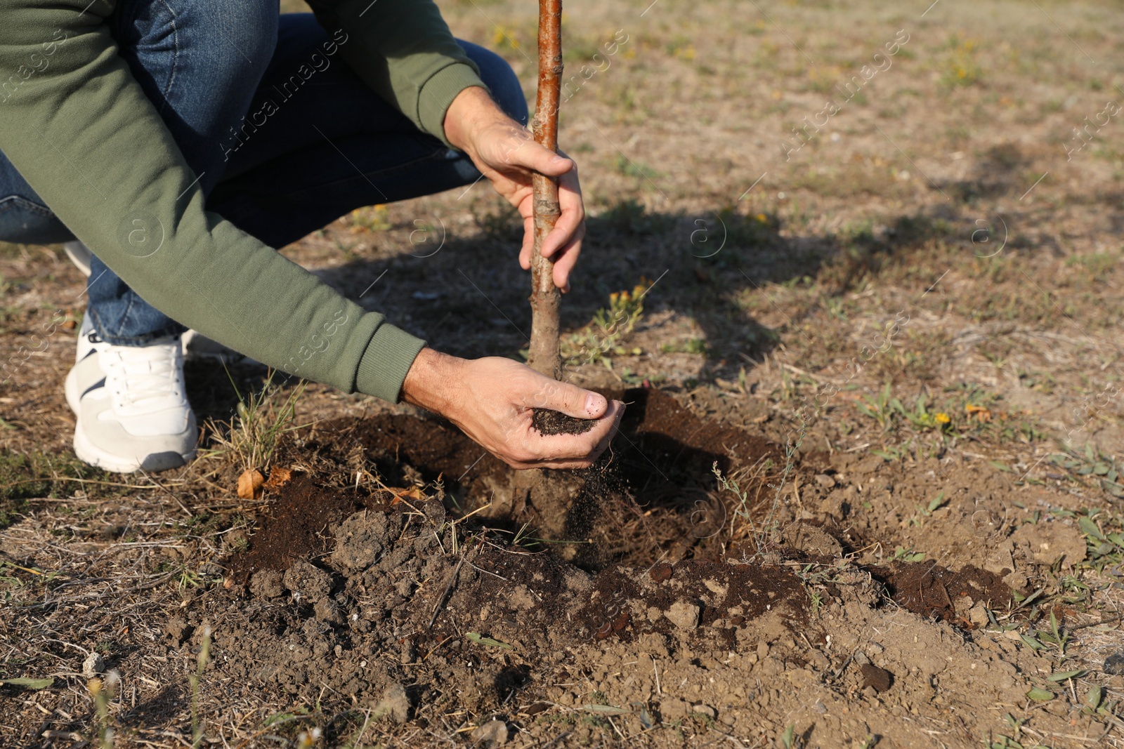 Photo of Man planting tree outdoors on sunny day, closeup