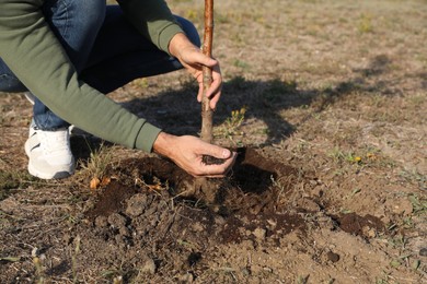 Man planting tree outdoors on sunny day, closeup