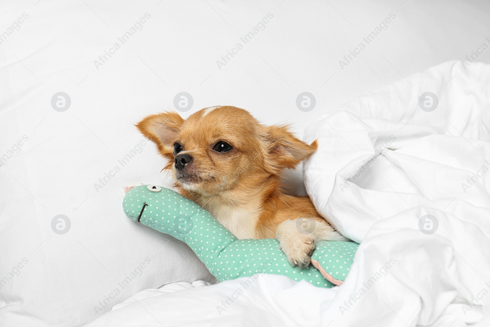 Photo of Cute small Chihuahua dog with toy in bed