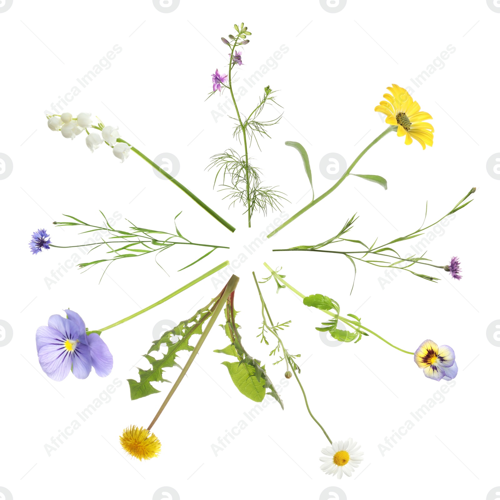 Image of Collection of different beautiful wild flowers on white background, top view