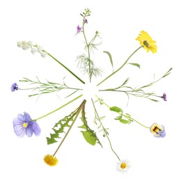 Collection of different beautiful wild flowers on white background, top view