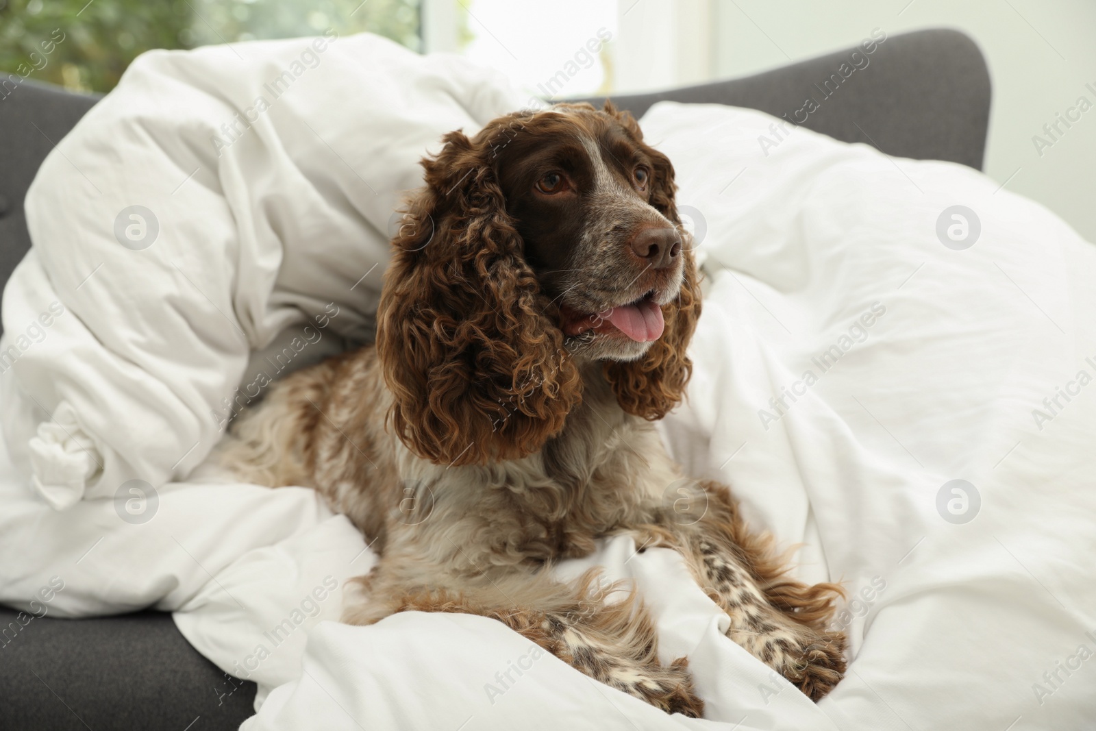 Photo of Adorable dog covered with blanket on sofa at home