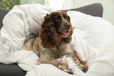 Photo of Adorable dog covered with blanket on sofa at home