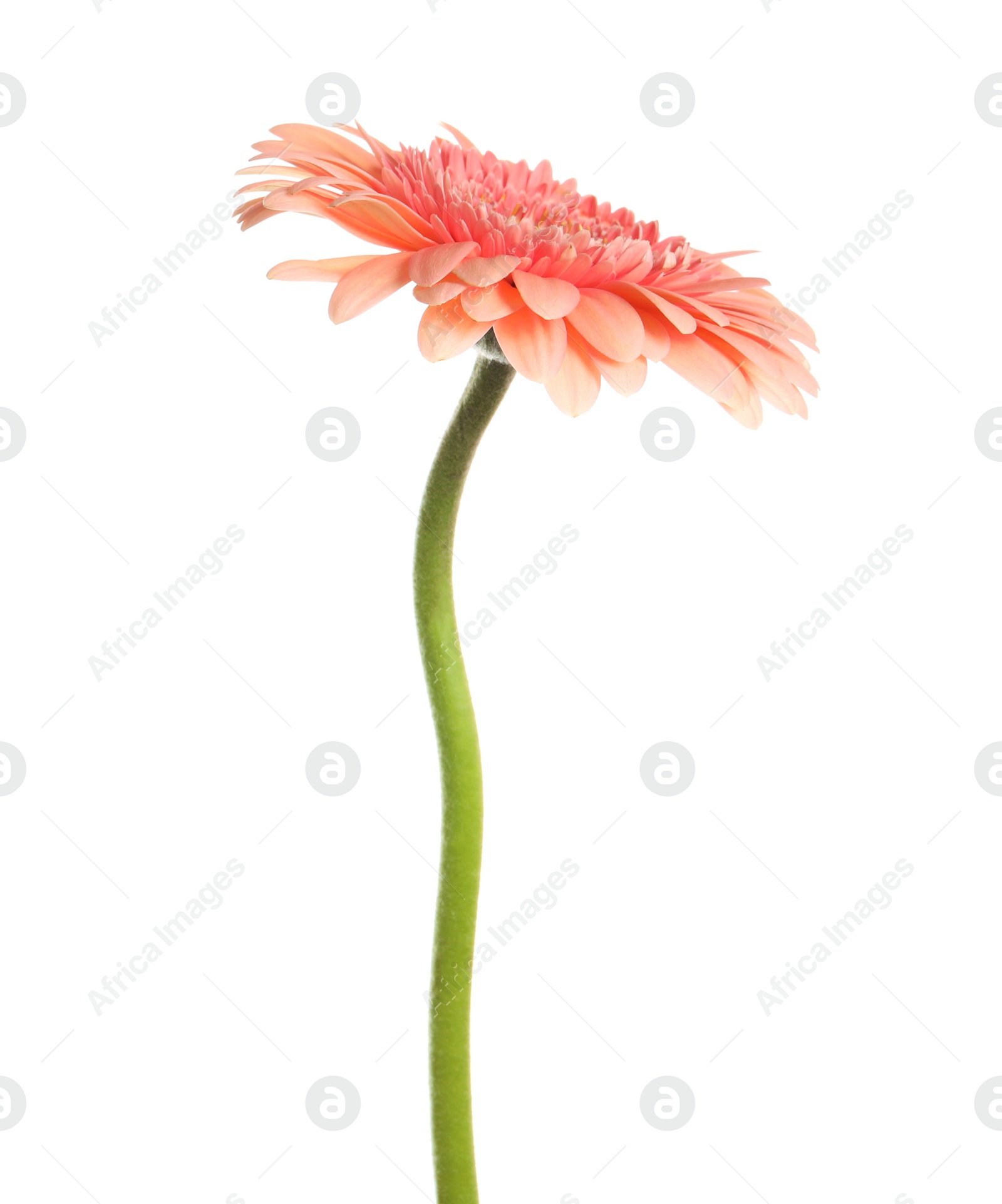 Photo of Beautiful pink gerbera flower isolated on white