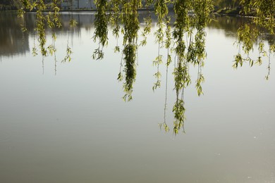 Picturesque view of willow tree growing near river outdoors