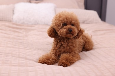 Photo of Cute Maltipoo dog on soft bed, space for text. Lovely pet