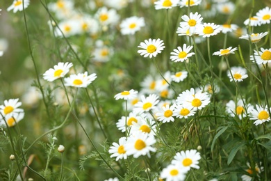 Beautiful spring flowers in garden on sunny day