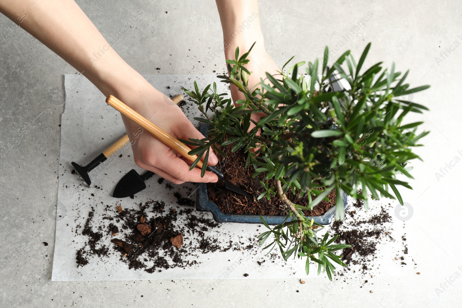 Photo of Woman taking care of Japanese bonsai plant, closeup. Creating zen atmosphere at home